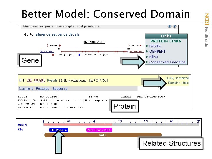 Gene Protein Related Structures NCBI Field. Guide Better Model: Conserved Domain 