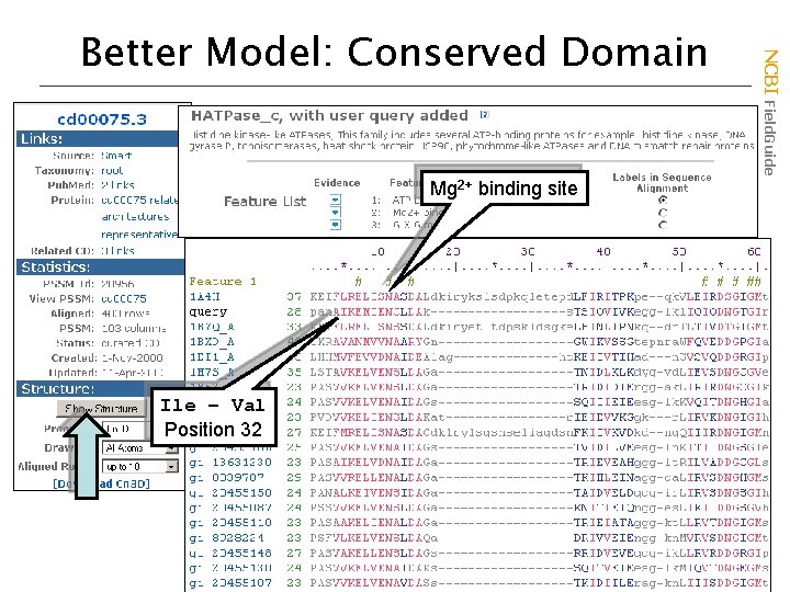 Mg 2+ binding site Ile – Val Position 32 NCBI Field. Guide Better Model: