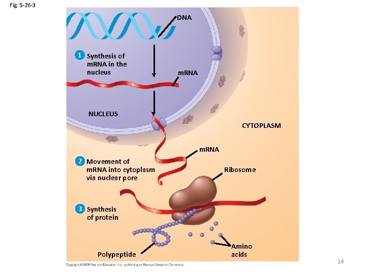 Fig. 5 -26 -3 DNA 1 Synthesis of m. RNA in the nucleus m.
