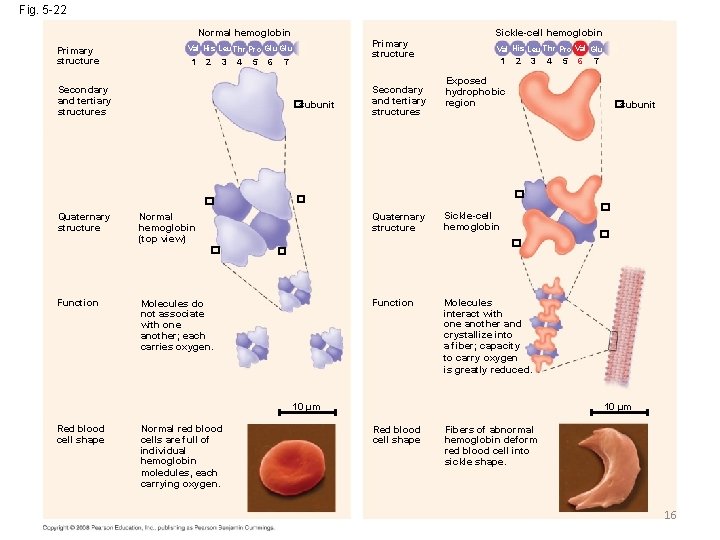 Fig. 5 -22 Normal hemoglobin Primary structure 1 2 3 4 5 6 7