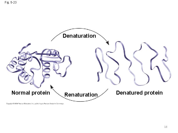Fig. 5 -23 Denaturation Normal protein Renaturation Denatured protein 18 