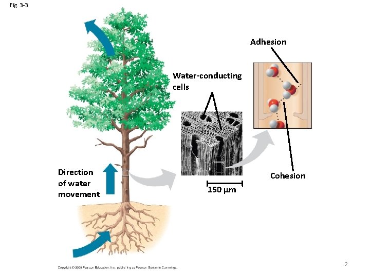 Fig. 3 -3 Adhesion Water-conducting cells Direction of water movement Cohesion 150 µm 2
