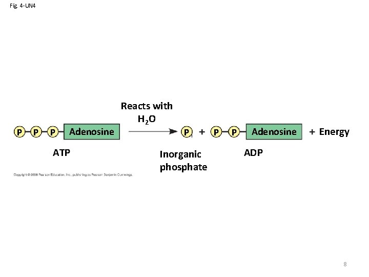 Fig. 4 -UN 4 P P P Adenosine ATP Reacts with H 2 O