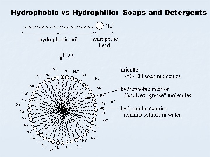 Hydrophobic vs Hydrophilic: Soaps and Detergents 
