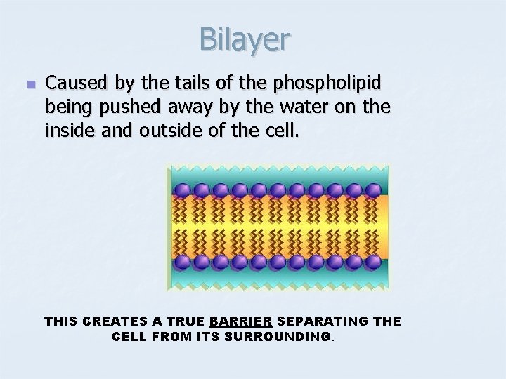 Bilayer n Caused by the tails of the phospholipid being pushed away by the
