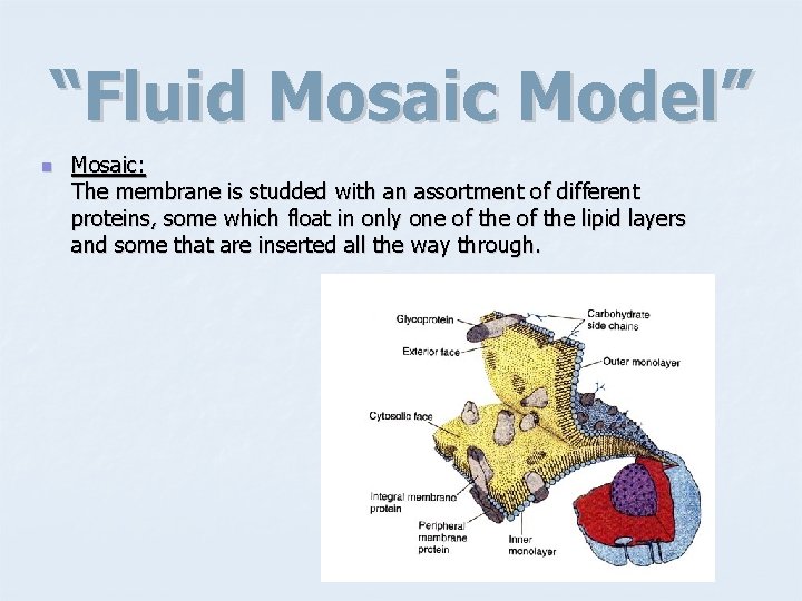 “Fluid Mosaic Model” n Mosaic: The membrane is studded with an assortment of different