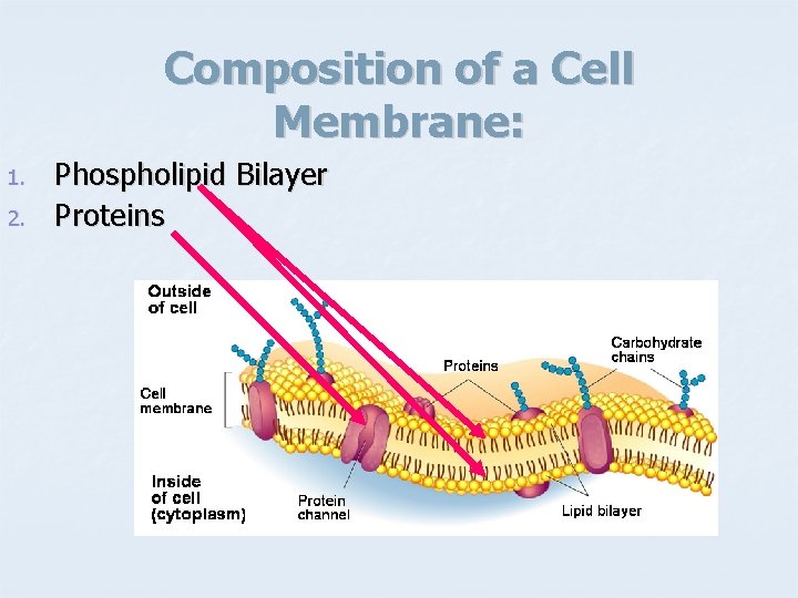 Composition of a Cell Membrane: 1. 2. Phospholipid Bilayer Proteins 