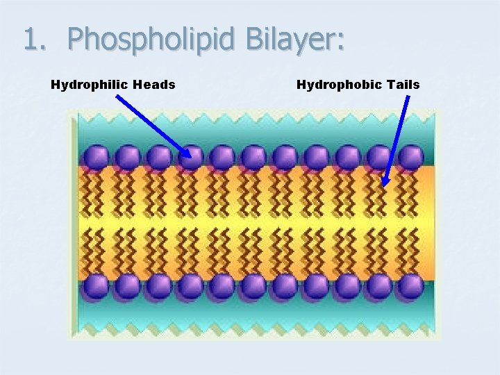 1. Phospholipid Bilayer: Hydrophilic Heads Hydrophobic Tails 