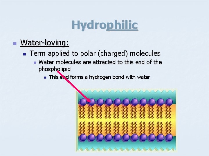 The Cell Membrane and Regulation Function of a