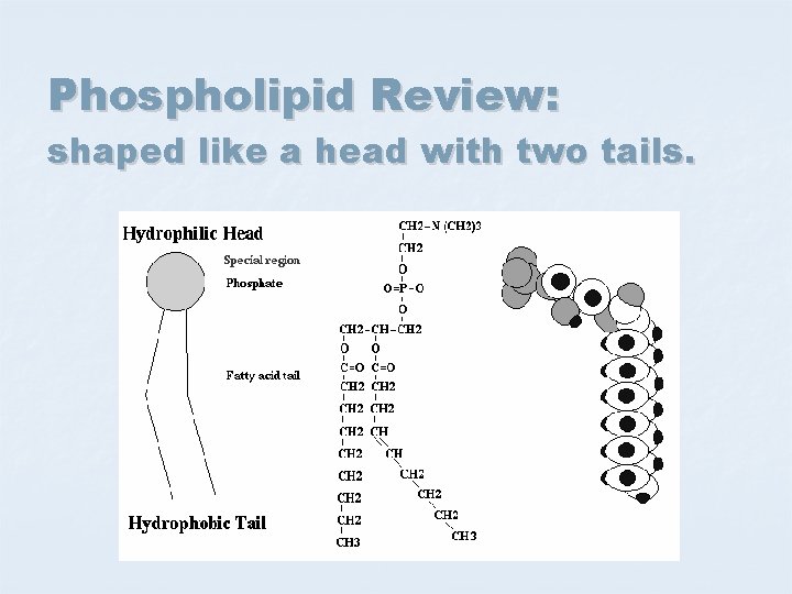 Phospholipid Review: shaped like a head with two tails. 