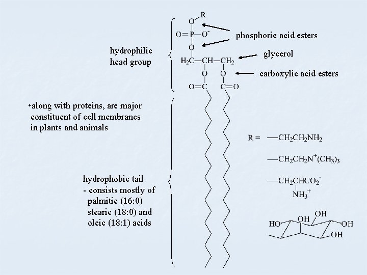 phosphoric acid esters hydrophilic head group glycerol carboxylic acid esters • along with proteins,