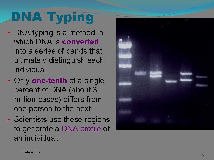 DNA Typing • DNA typing is a method in which DNA is converted into