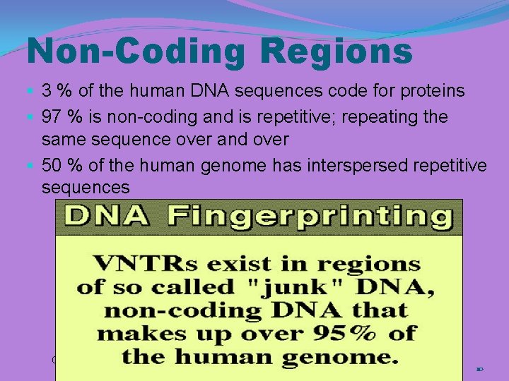 Non-Coding Regions § 3 % of the human DNA sequences code for proteins §