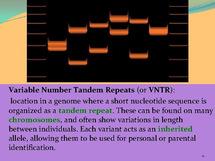 Variable Number Tandem Repeats (or VNTR): location in a genome where a short nucleotide