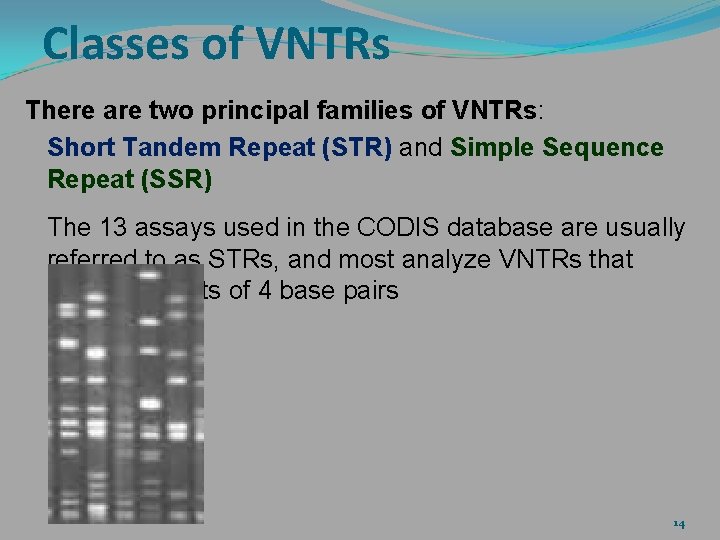 Classes of VNTRs There are two principal families of VNTRs: Short Tandem Repeat (STR)