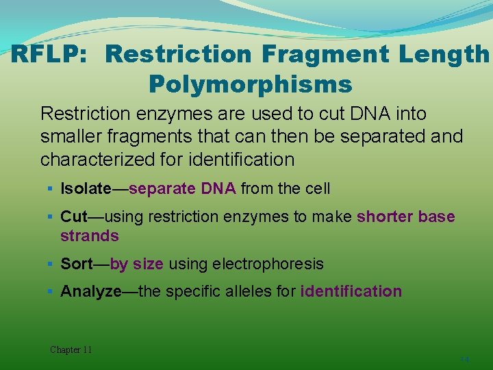 RFLP: Restriction Fragment Length Polymorphisms Restriction enzymes are used to cut DNA into smaller