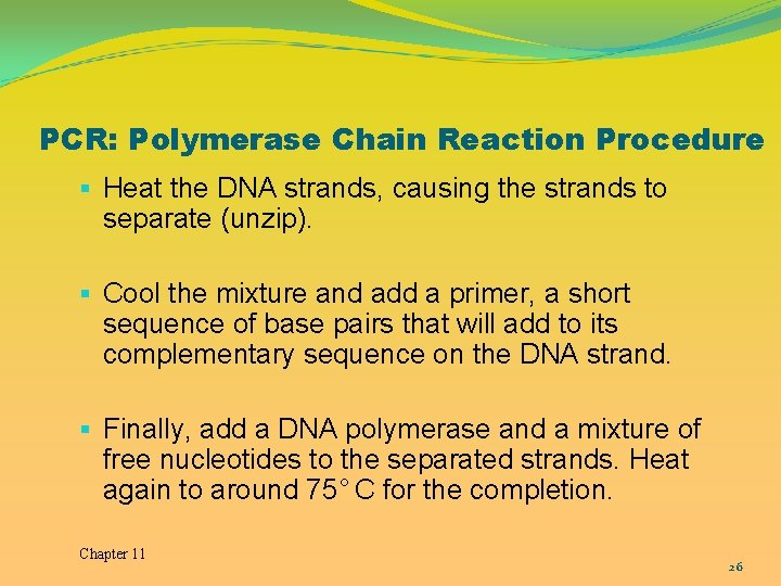 PCR: Polymerase Chain Reaction Procedure § Heat the DNA strands, causing the strands to