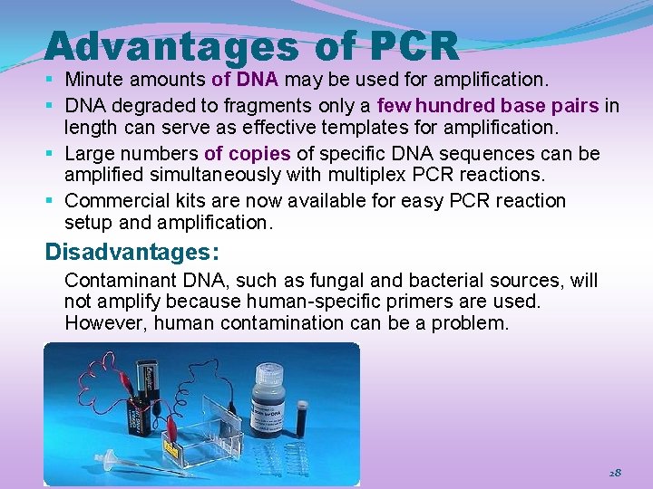 Advantages of PCR § Minute amounts of DNA may be used for amplification. §
