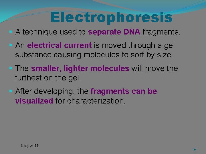 Electrophoresis § A technique used to separate DNA fragments. § An electrical current is