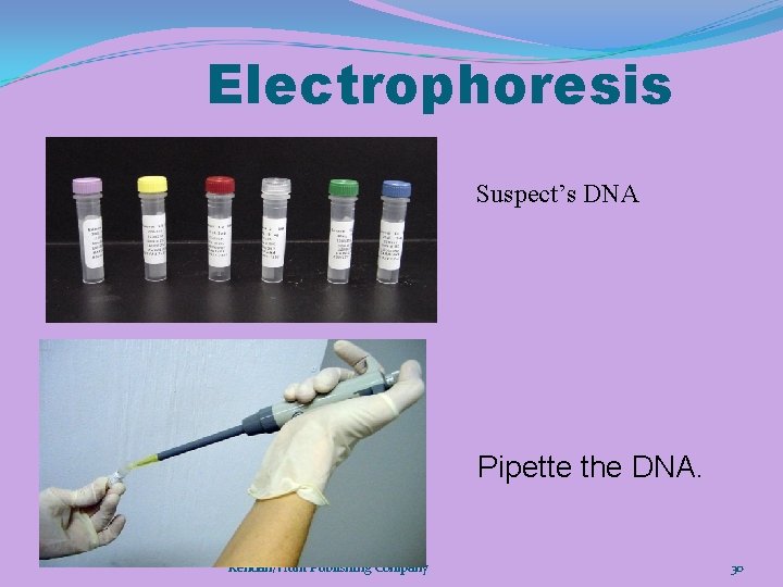 Electrophoresis Suspect’s DNA Pipette the DNA. Chapter 11 Kendall/Hunt Publishing Company 30 