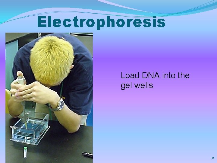 Electrophoresis Load DNA into the gel wells. Chapter 11 31 