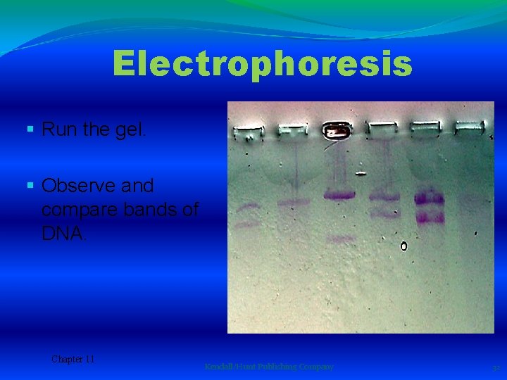 Electrophoresis § Run the gel. § Observe and compare bands of DNA. Chapter 11