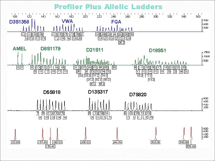 Profiler Plus Allelic Ladders VWA D 3 S 1358 AMEL D 8 S 1179