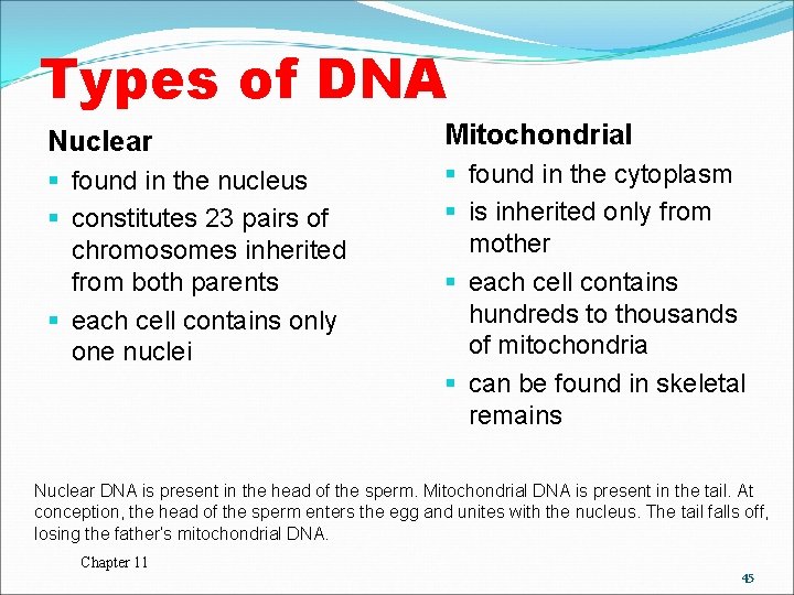 Types of DNA Nuclear Mitochondrial § found in the nucleus § constitutes 23 pairs