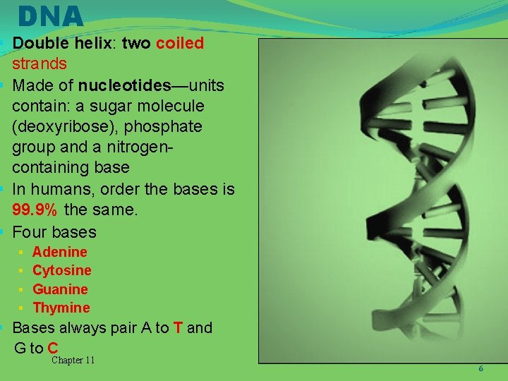 DNA § Double helix: two coiled strands § Made of nucleotides—units contain: a sugar