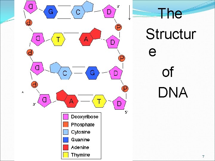 The Structur e of DNA Chapter 11 Kendall/Hunt Publishing Company 7 