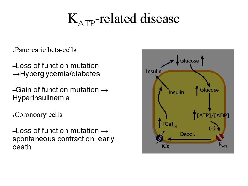KATP-related disease ● Pancreatic beta-cells –Loss of function mutation →Hyperglycemia/diabetes –Gain of function mutation