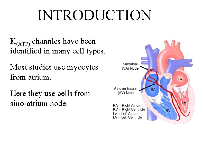 INTRODUCTION K(ATP) channles have been identified in many cell types. Most studies use myocytes