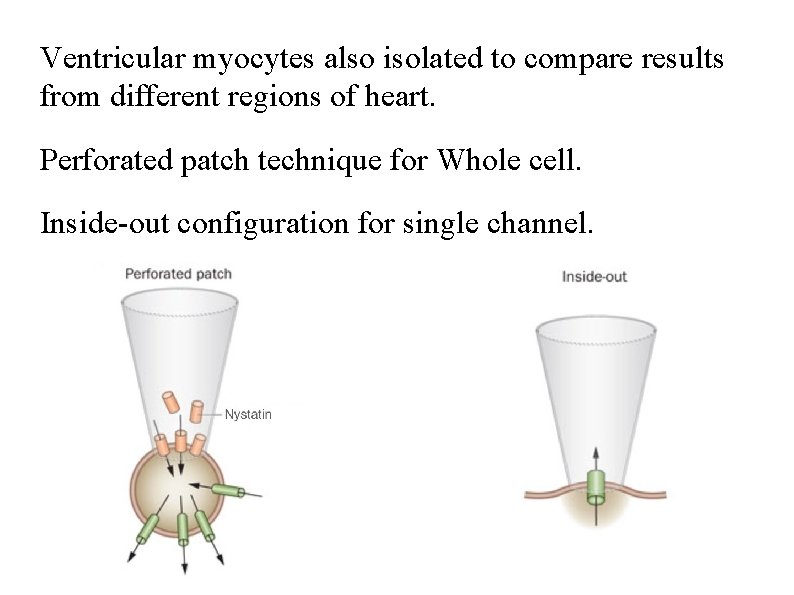 Ventricular myocytes also isolated to compare results from different regions of heart. Perforated patch