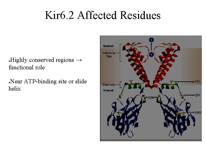 Kir 6. 2 Affected Residues Highly conserved regions → functional role ● Near ATP-binding