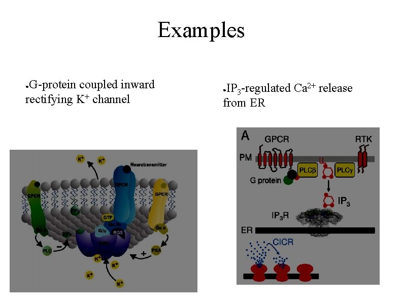 Examples G-protein coupled inward rectifying K+ channel ● IP 3 -regulated Ca 2+ release