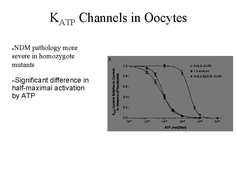KATP Channels in Oocytes NDM pathology more severe in homozygote mutants ● –Significant difference