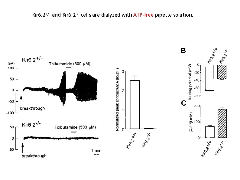Kir 6. 2+/+ and Kir 6. 2 -/- cells are dialyzed with ATP-free pipette