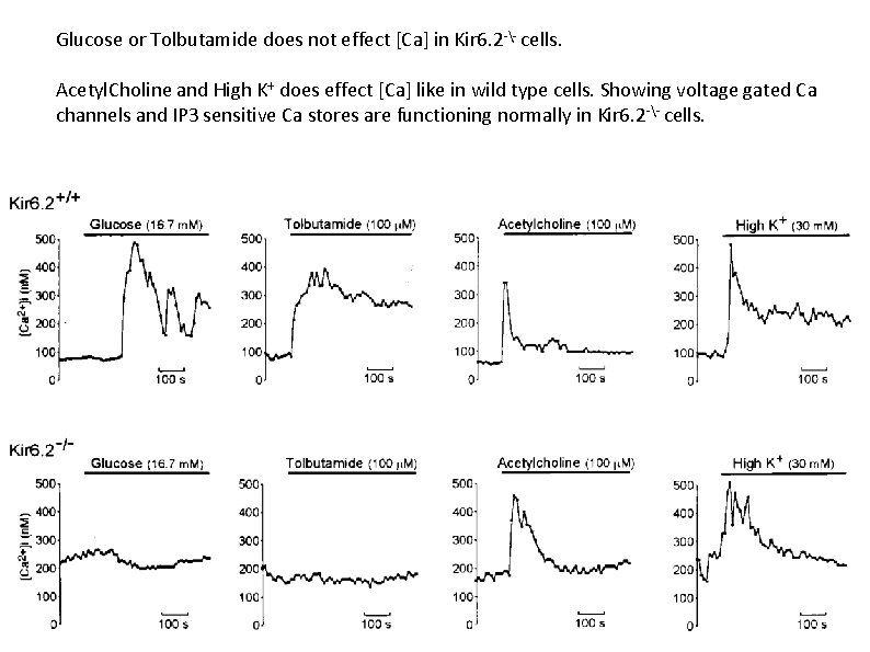 Glucose or Tolbutamide does not effect [Ca] in Kir 6. 2 -- cells. Acetyl.