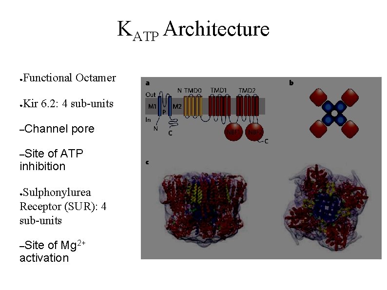 KATP Architecture ● Functional Octamer ● Kir 6. 2: 4 sub-units –Channel pore –Site