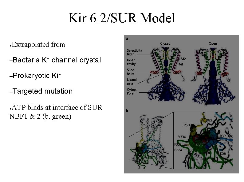 Kir 6. 2/SUR Model ● Extrapolated from –Bacteria K+ channel crystal –Prokaryotic –Targeted Kir