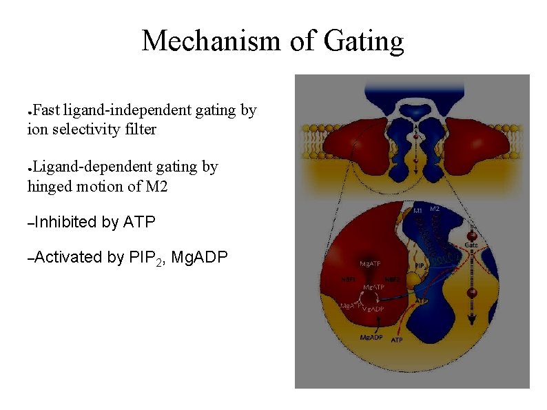 Mechanism of Gating Fast ligand-independent gating by ion selectivity filter ● Ligand-dependent gating by
