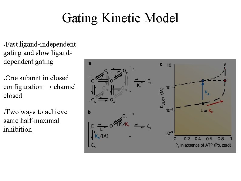 Gating Kinetic Model Fast ligand-independent gating and slow liganddependent gating ● One subunit in