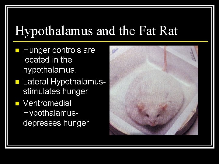 Hypothalamus and the Fat Rat n n n Hunger controls are located in the