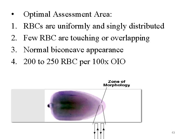 • 1. 2. 3. 4. Optimal Assessment Area: RBCs are uniformly and singly