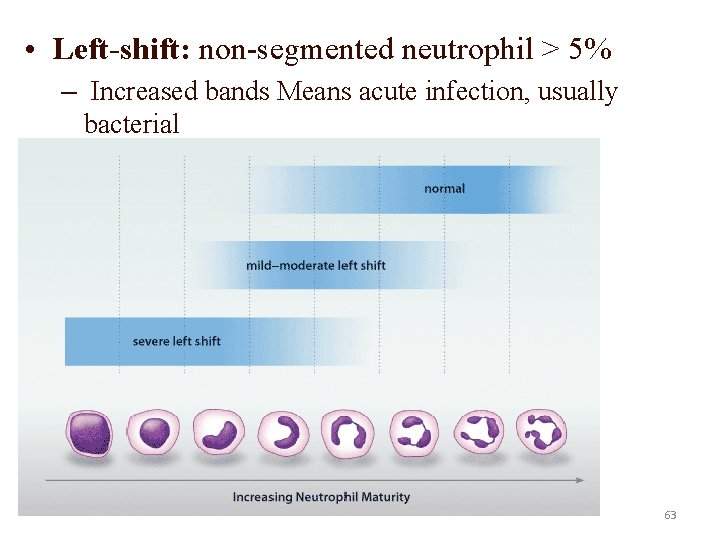  • Left-shift: non-segmented neutrophil > 5% – Increased bands Means acute infection, usually