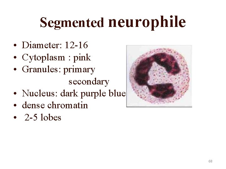 Segmented neurophile • Diameter: 12 -16 • Cytoplasm : pink • Granules: primary secondary