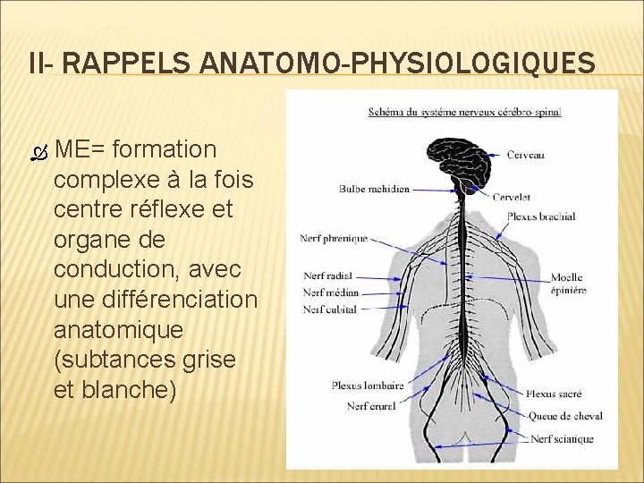 II- RAPPELS ANATOMO-PHYSIOLOGIQUES ME= formation complexe à la fois centre réflexe et organe de