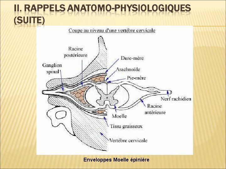 Enveloppes Moelle épinière 