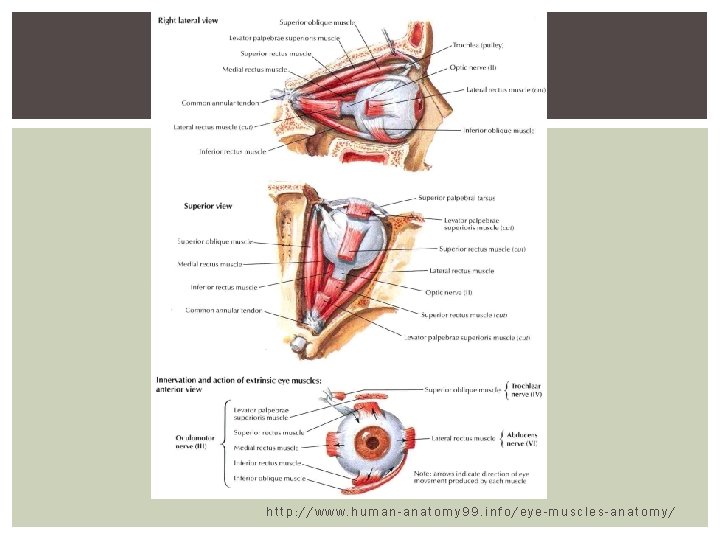 http: //www. human-anatomy 99. info/eye-muscles-anatomy/  http: //www. human-anatomy 99. info/eye-muscles-anatomy/