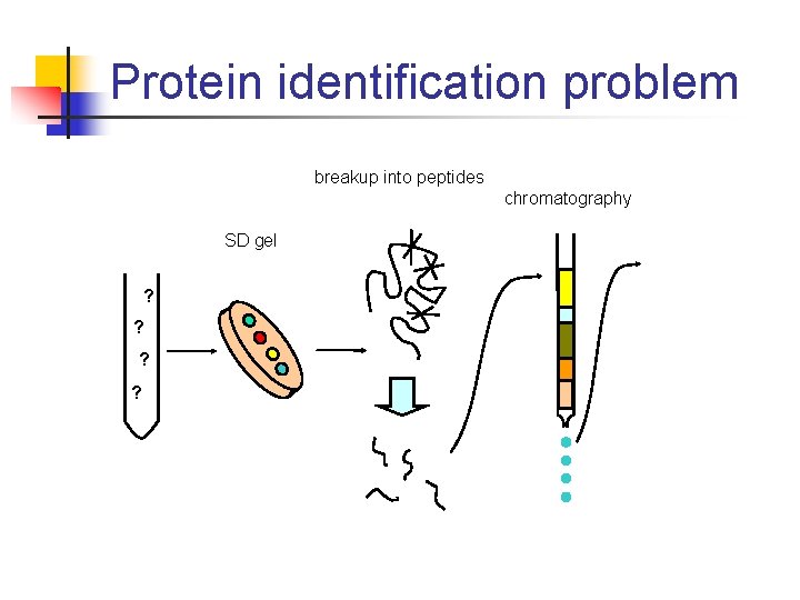 Protein identification problem breakup into peptides chromatography SD gel ? ? 